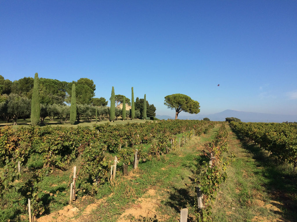 Châteauneuf-du-Pape – mein Wein!